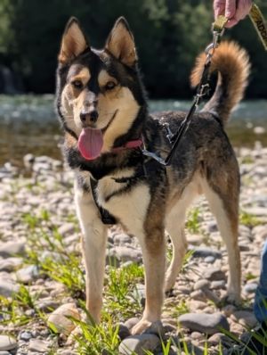 Sully, Adult Male Husky