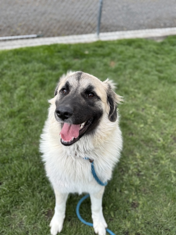 Kali