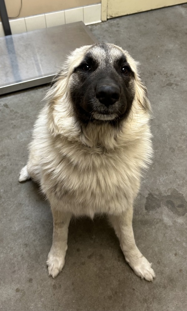Kali