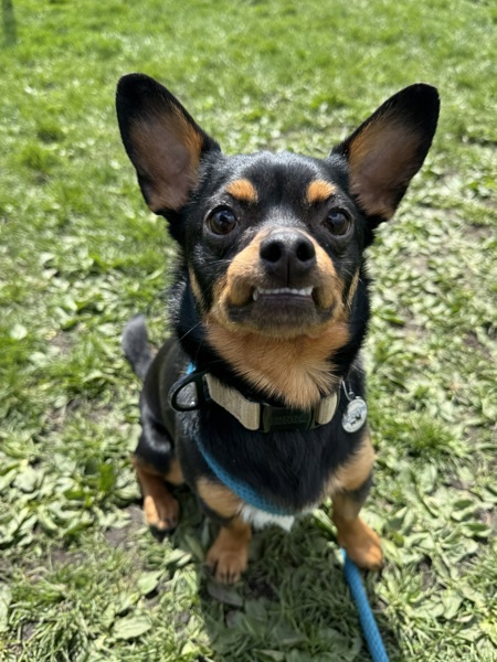 Frankie