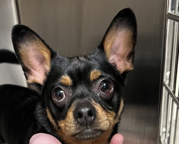 Frankie