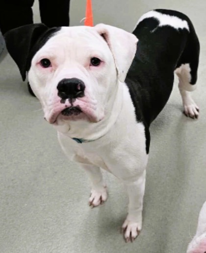 Missy, an adoptable American Bulldog, Mixed Breed in Willmar, MN, 56201 | Photo Image 1