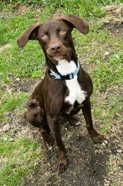 Athelwood, an adoptable German Shorthaired Pointer, Labrador Retriever in Willmar, MN, 56201 | Photo Image 1