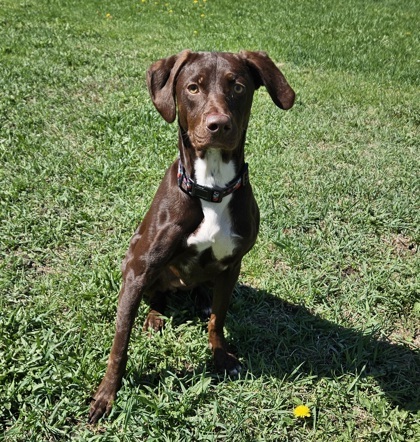 Athelwood, an adoptable German Shorthaired Pointer, Labrador Retriever in Willmar, MN, 56201 | Photo Image 2