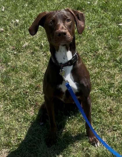 Athelwood, an adoptable German Shorthaired Pointer, Labrador Retriever in Willmar, MN, 56201 | Photo Image 3