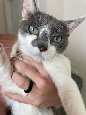 This is Ivy Named after inspiration from her beautiful green eyes she will purr up a storm the mom