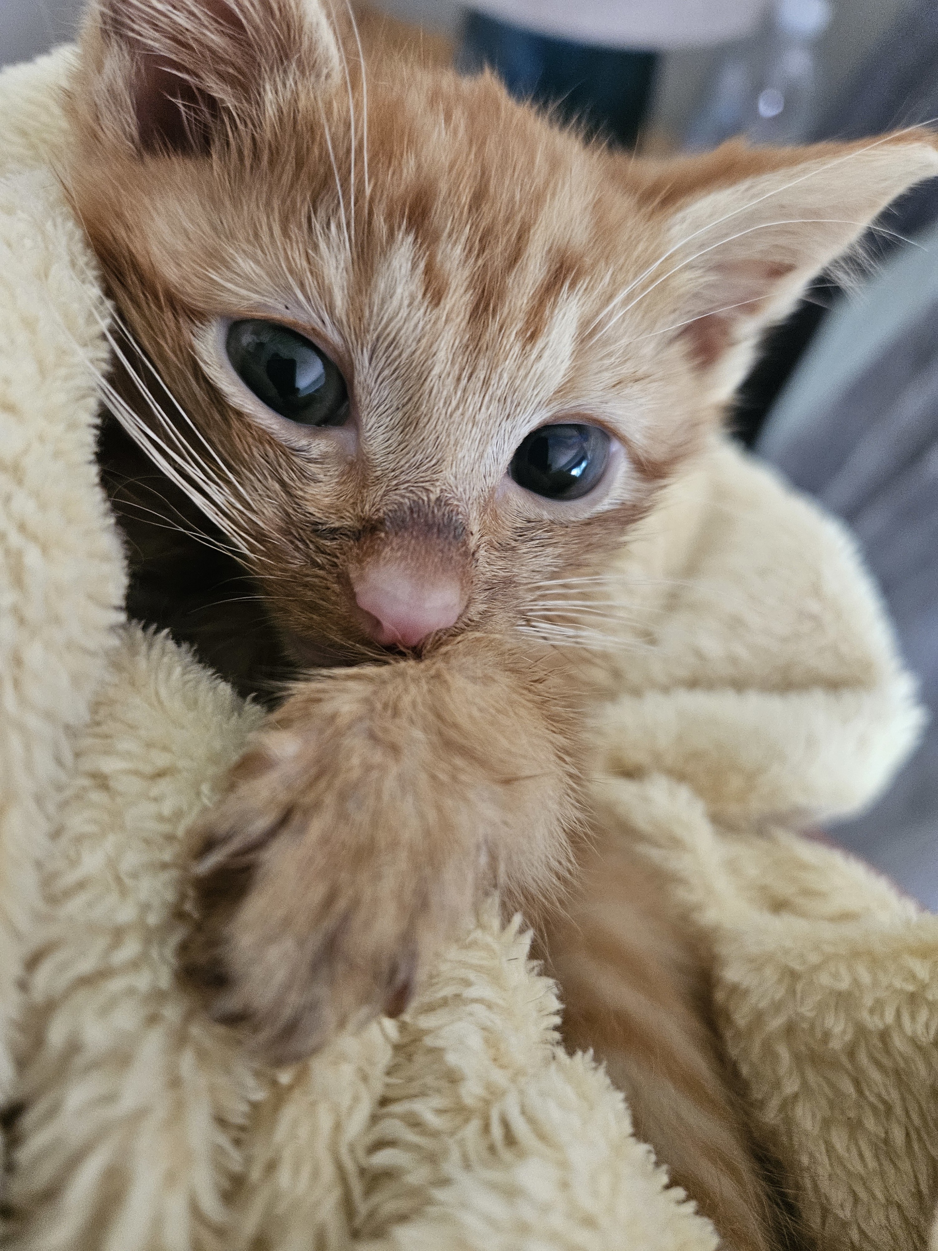 Perry