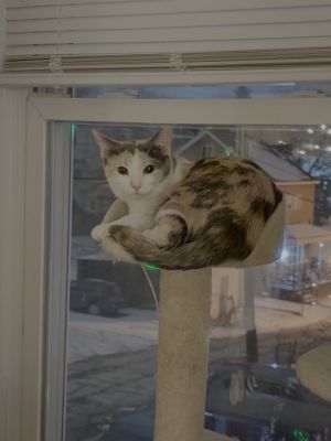 Magnolia, Young Female Domestic Short Hair