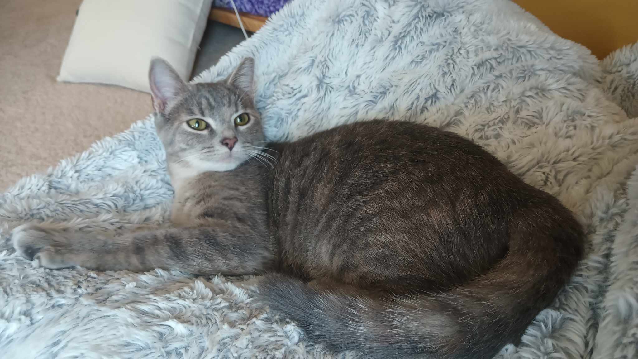 Talia