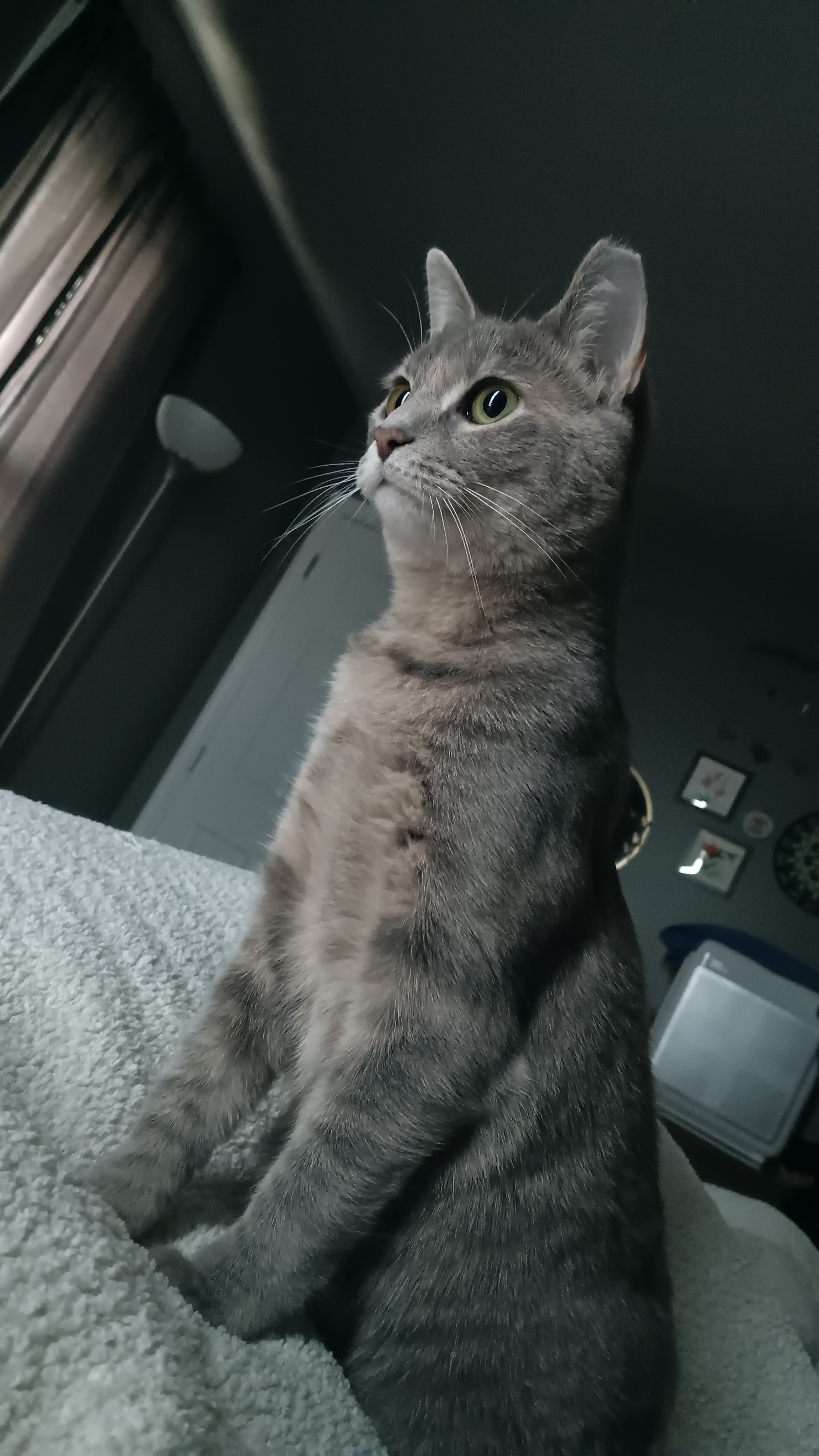 Talia