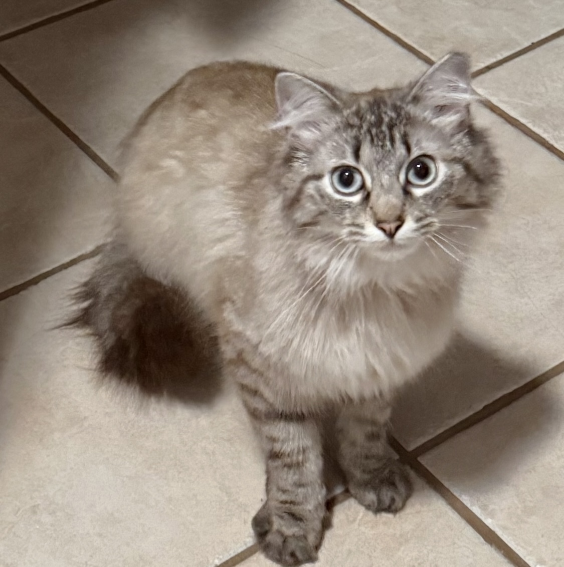 Tinsel, an adoptable Ragdoll, Domestic Long Hair in Brownsville, PA, 15417 | Photo Image 2