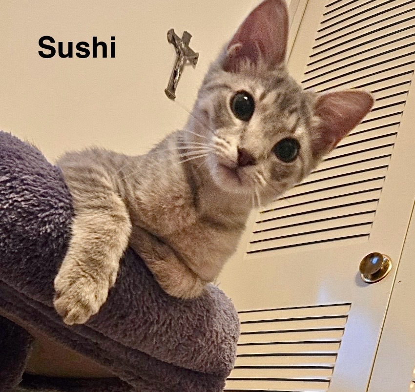 Sushi