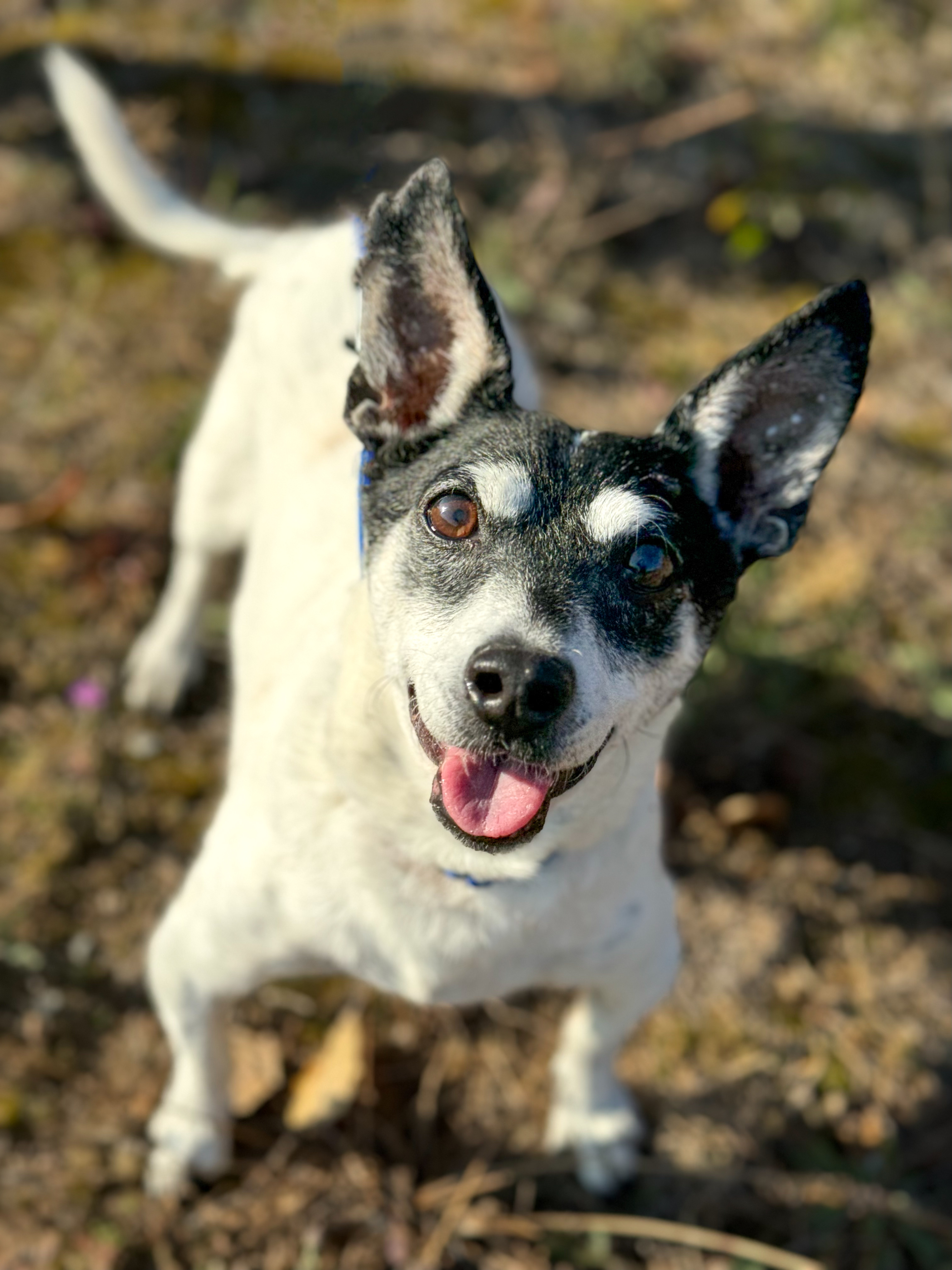 Jack - Deb`s Dog of the Month, an adoptable Parson Russell Terrier, Mixed Breed in Gwinn, MI, 49841 | Photo Image 1