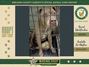 Mr. Magoo, Adult Male Mixed Breed
