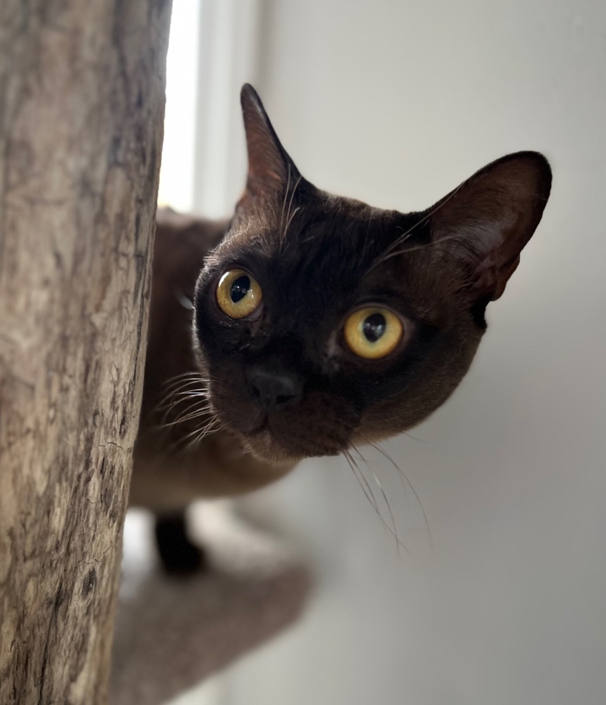 Pepe (Peanut), an adoptable Burmese in Yellowknife, NT, X1A 2W5 | Photo Image 1