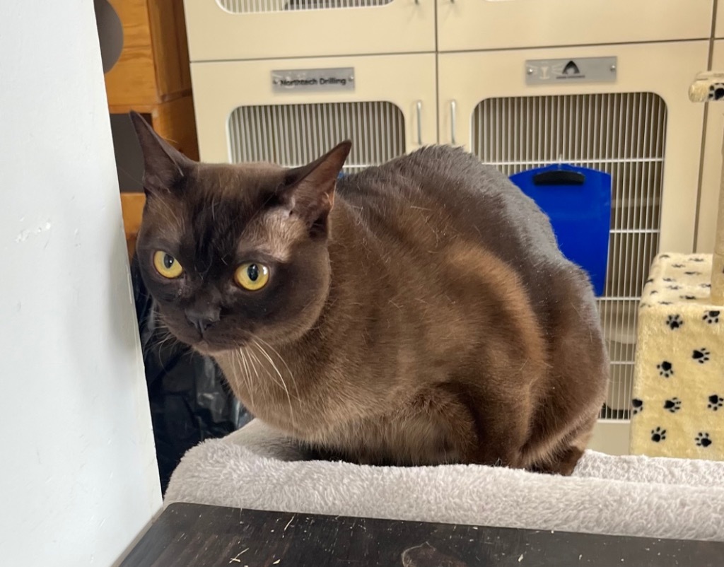 Pepe (Peanut), an adoptable Burmese in Yellowknife, NT, X1A 2W5 | Photo Image 2
