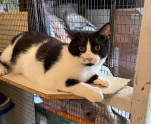 Mr Man, Adult Male Domestic Short Hair