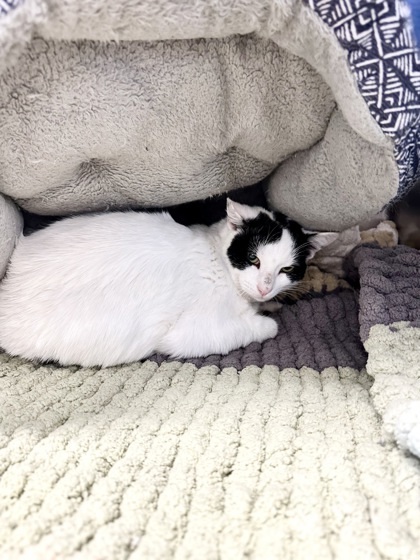 Robin, an adoptable Domestic Short Hair in Rhinelander, WI, 54501 | Photo Image 1