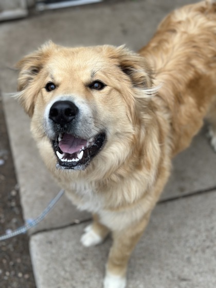 Gordie, an adoptable Border Collie, Great Pyrenees in Rhinelander, WI, 54501 | Photo Image 1