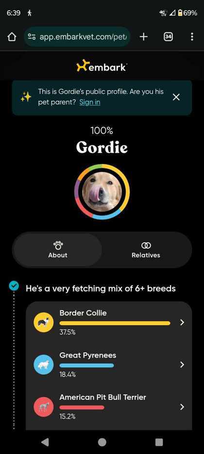 Gordie, an adoptable Border Collie, Great Pyrenees in Rhinelander, WI, 54501 | Photo Image 2