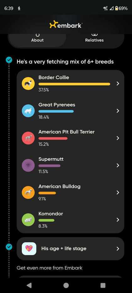 Gordie, an adoptable Border Collie, Great Pyrenees in Rhinelander, WI, 54501 | Photo Image 3