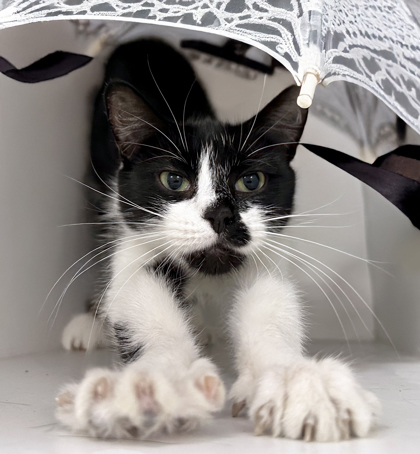 Smudge