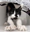 Smudge photo 1