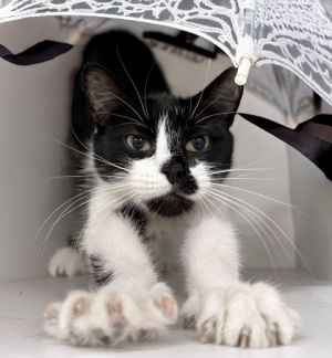 Smudge