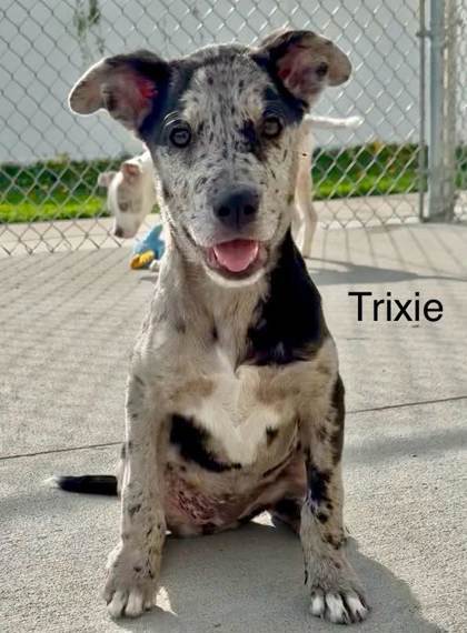 Trixie