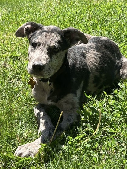 Trixie