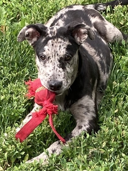 Trixie