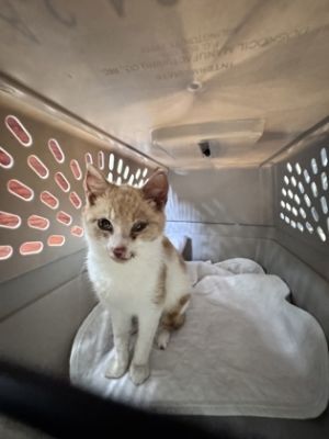 Joey, Young Male Domestic Short Hair