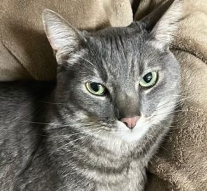 Raider, Adult Male unknown