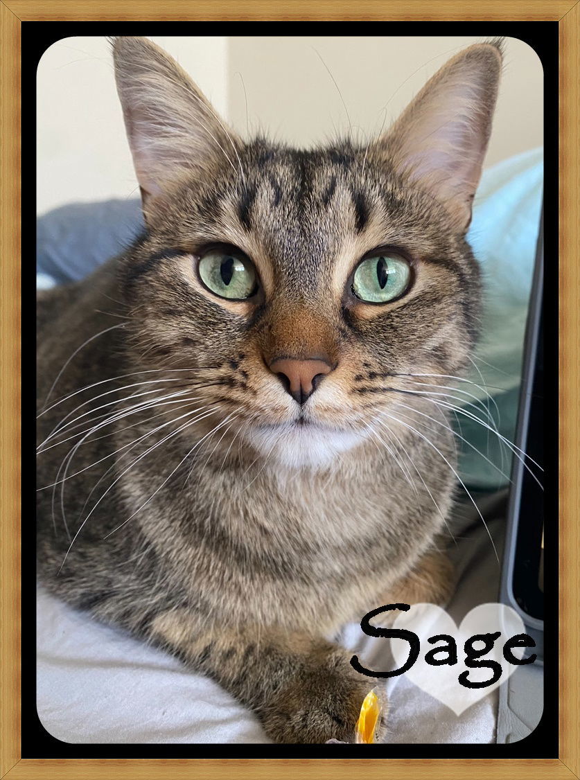 SAGE