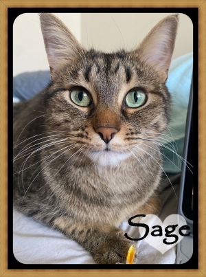 SAGE