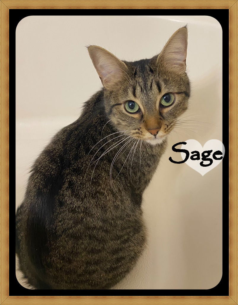 SAGE