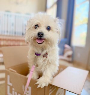 All of our dogs are spayedneutered shots current DHPP Bordetella and Rabies where applicable d