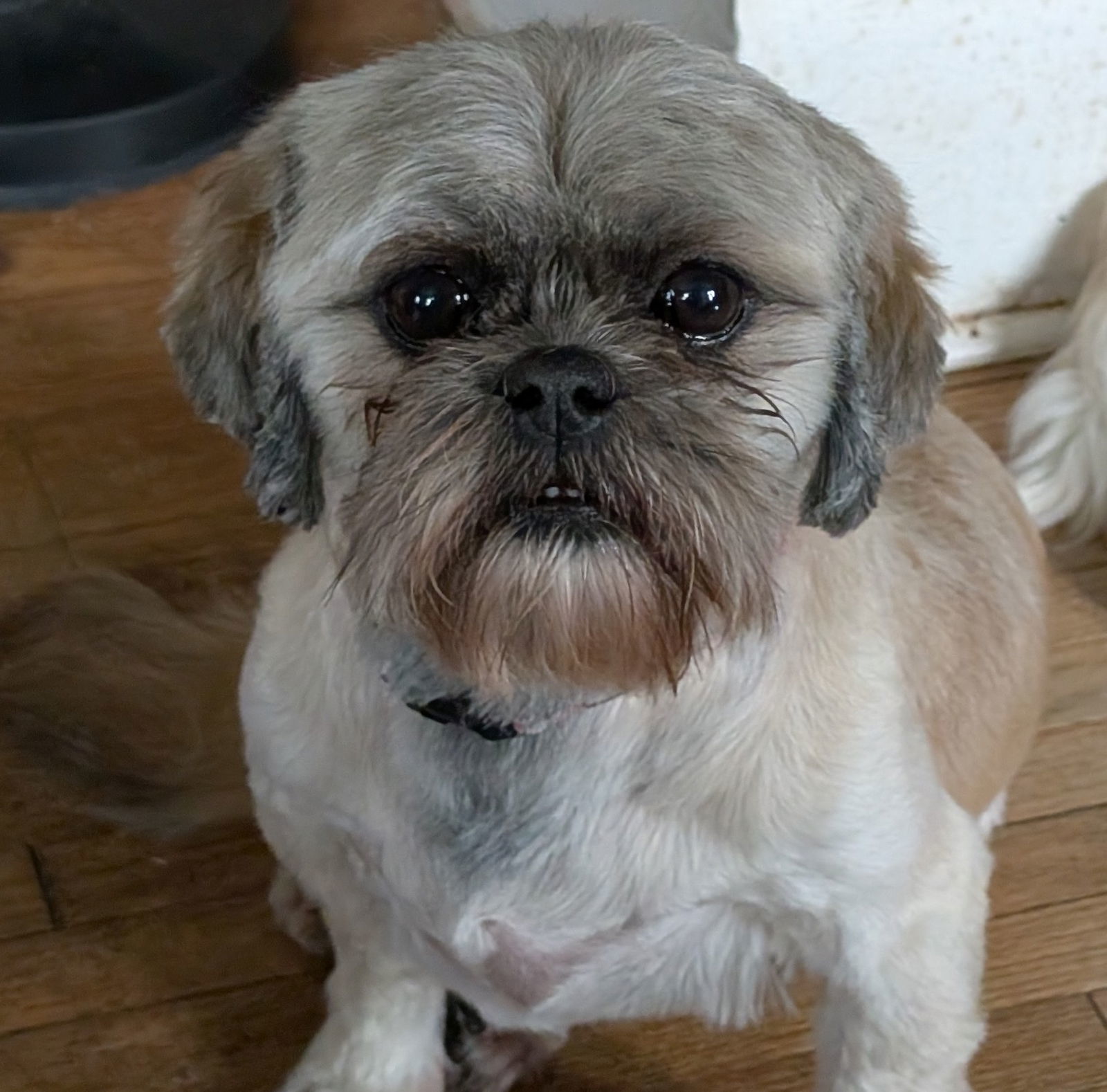 Bella Boo