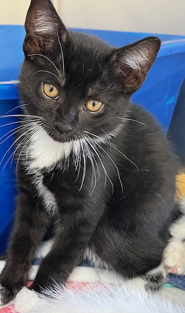 Kitten QTPie