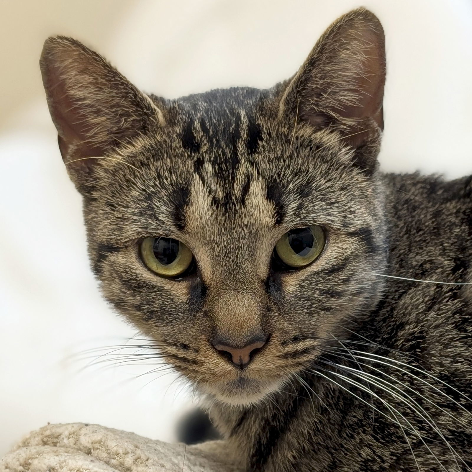 Shannon - Name Your Own Adoption Fee!
