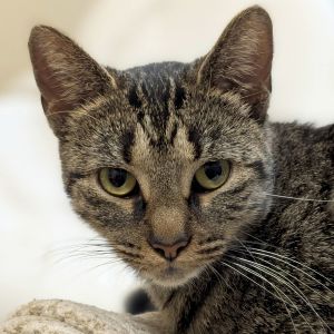 Shannon - Name Your Own Adoption Fee!, Young Female Domestic Short Hair