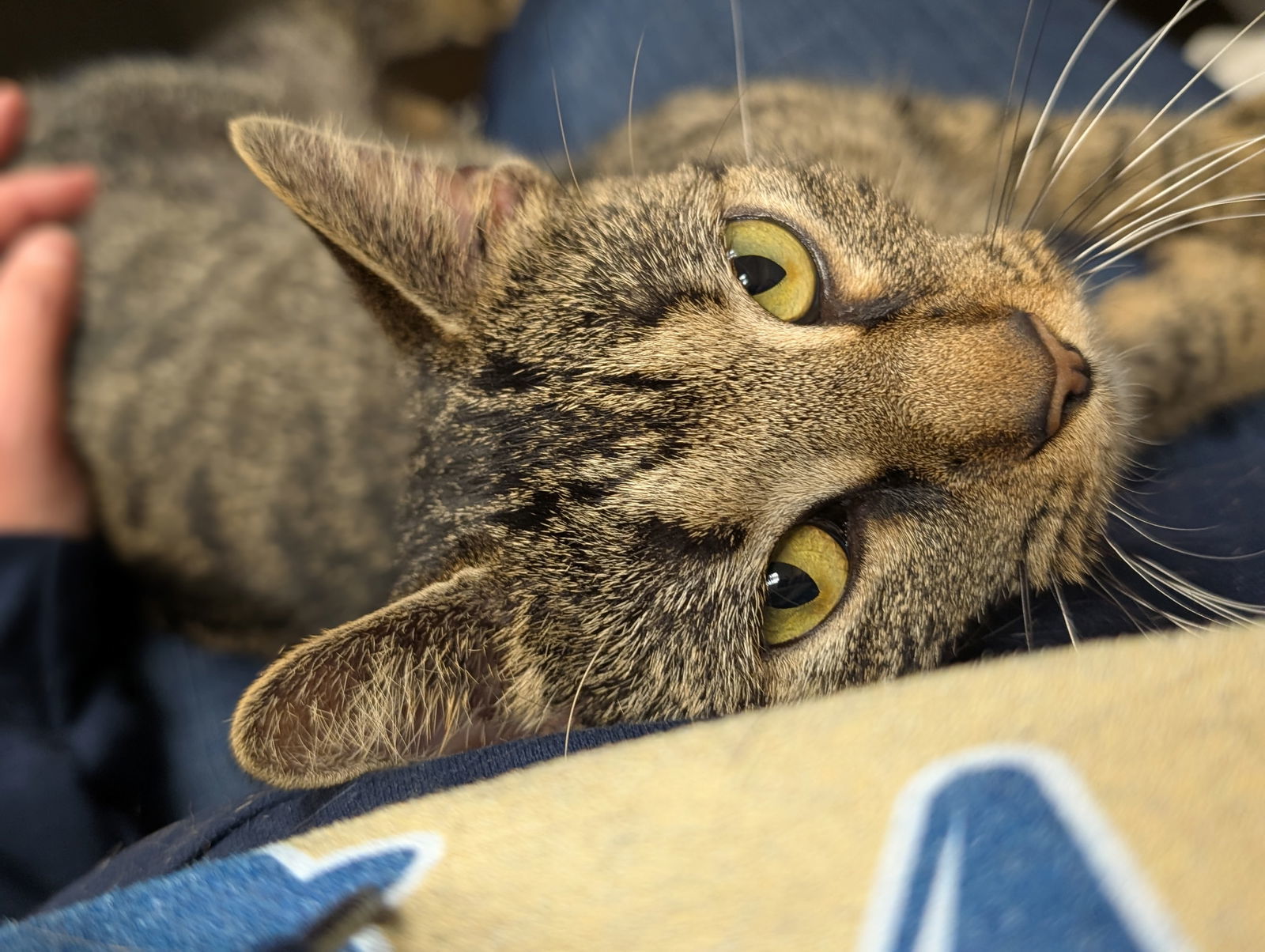 Shannon - Name Your Own Adoption Fee!