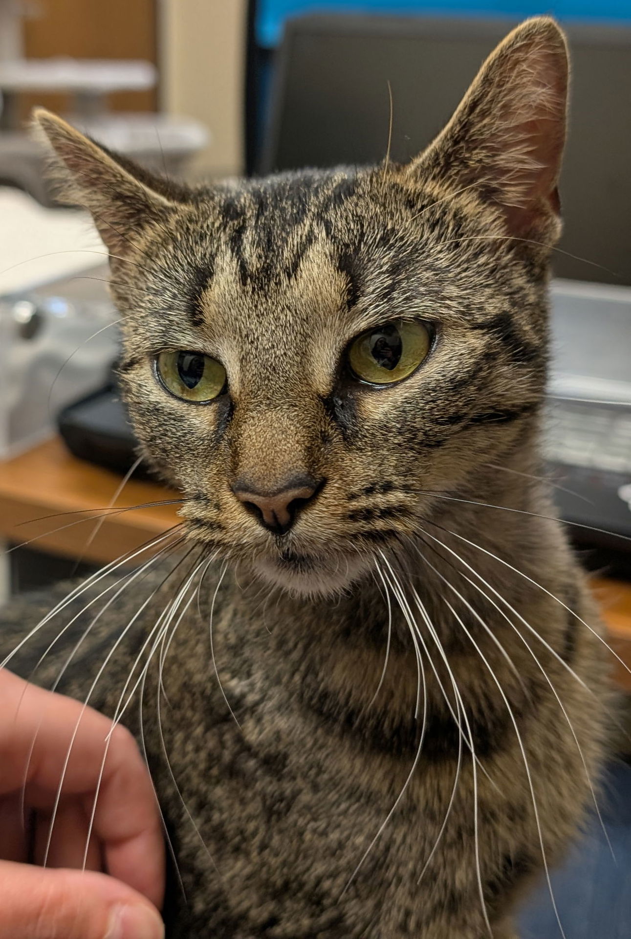 Shannon - Name Your Own Adoption Fee!