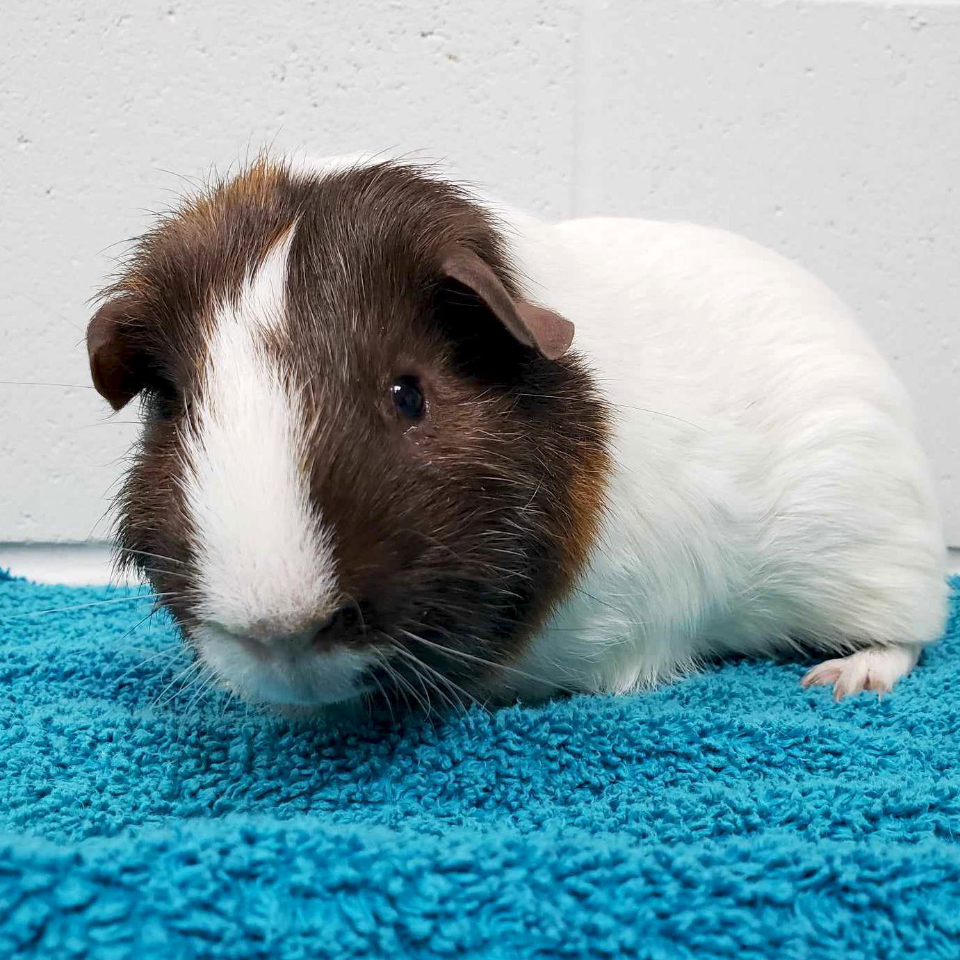 Matio - Name Your Own Adoption Fee!