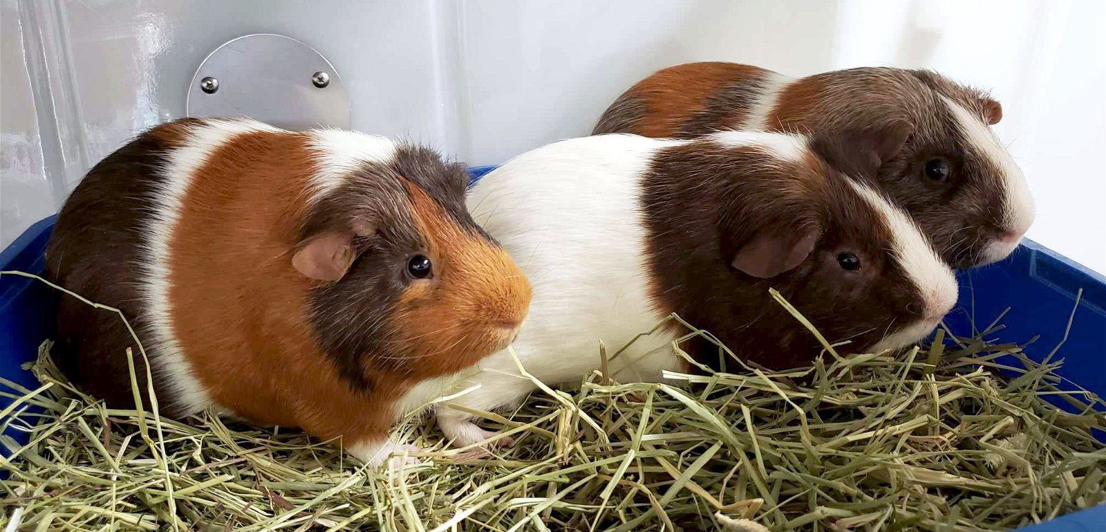 Matio - Name Your Own Adoption Fee!