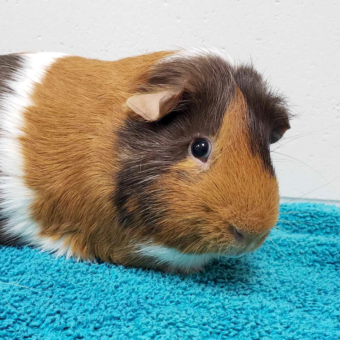 Victor - Name Your Own Adoption Fee!