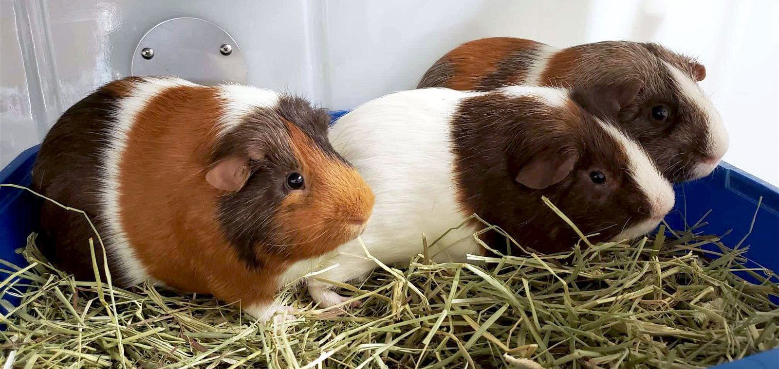 Victor - Name Your Own Adoption Fee!