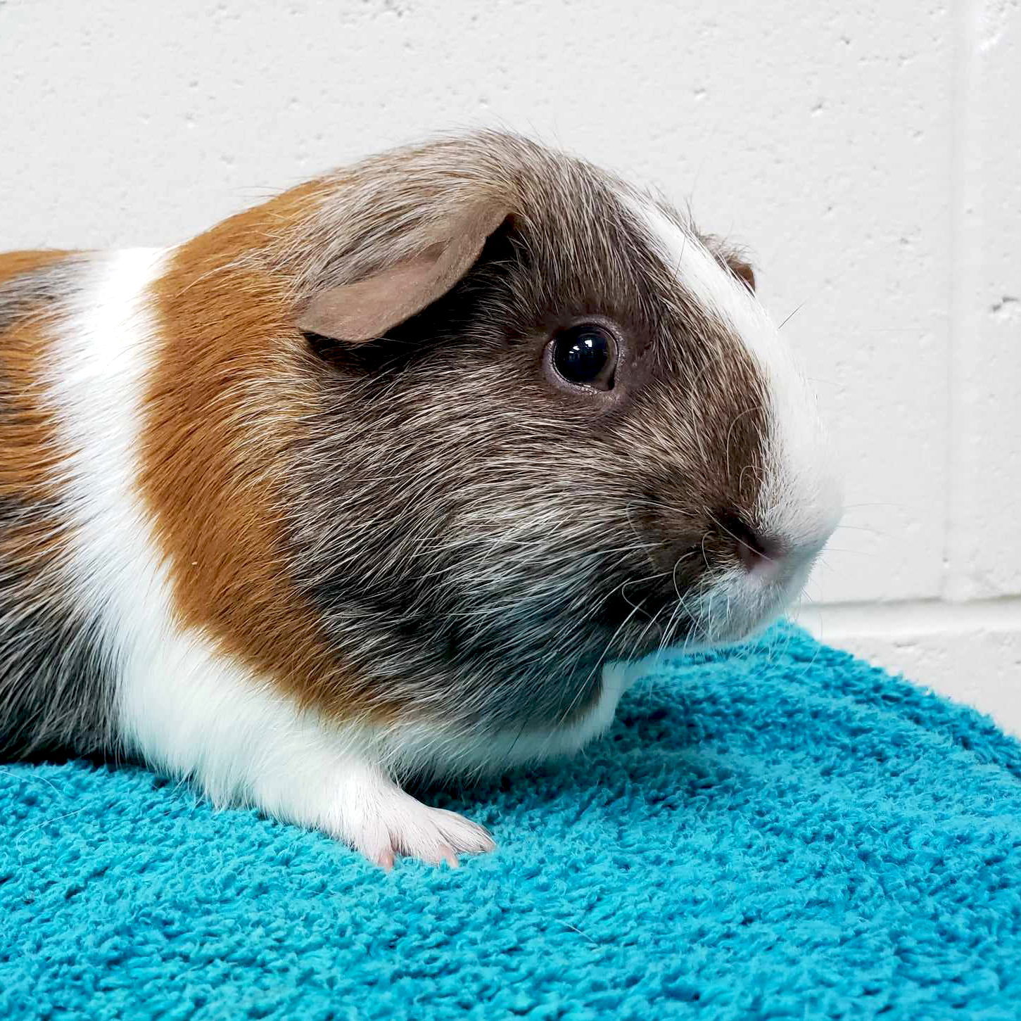 Cravin - Name Your Own Adoption Fee!