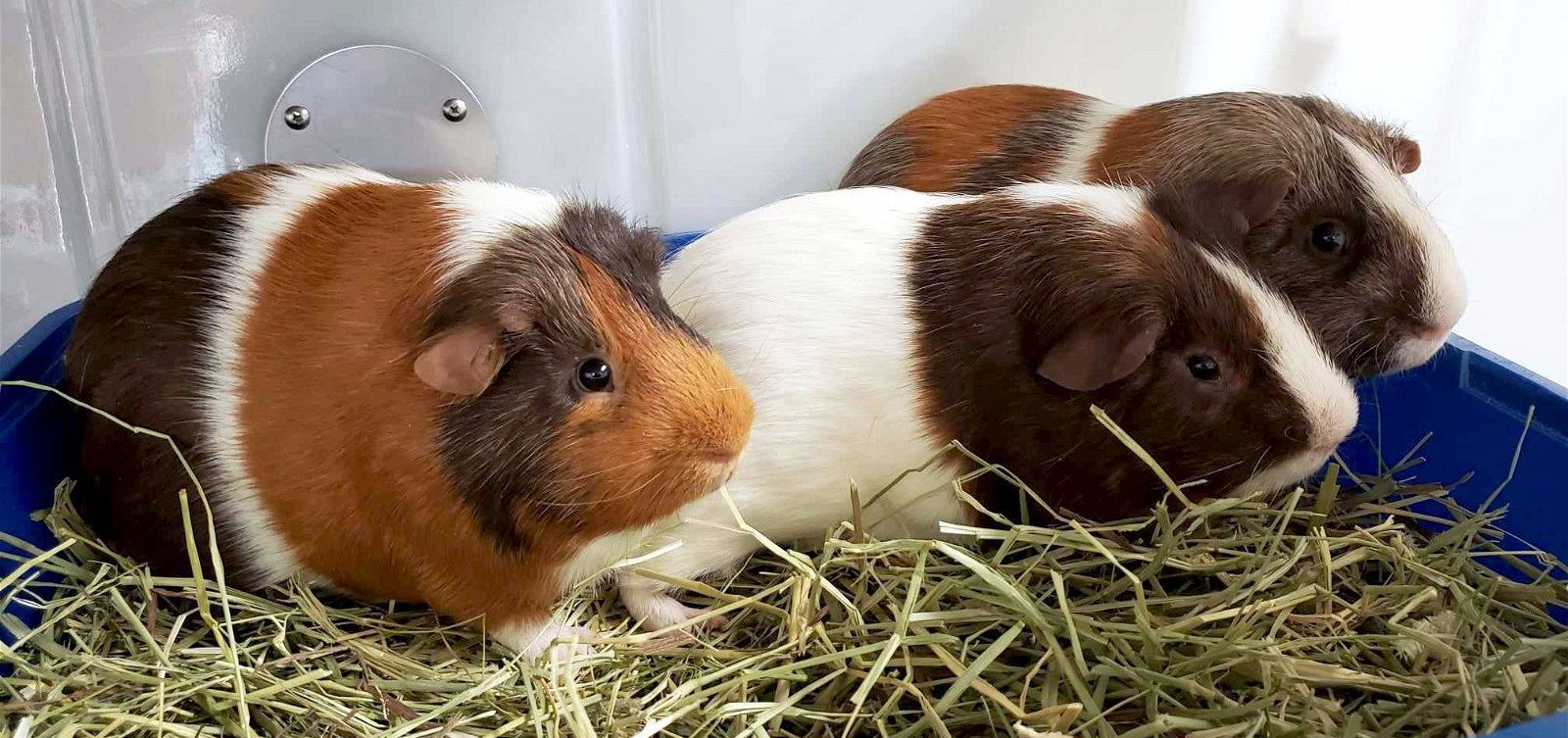 Cravin - Name Your Own Adoption Fee!