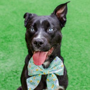 Hello friends my name is Marcia Im a spayed 11-month-old Pitbull Husky mix that currently weig